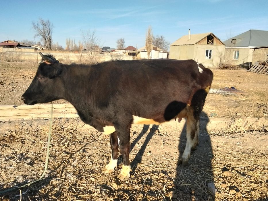 Сиыр сатамын, 2 туған, 10 литр сүті бар