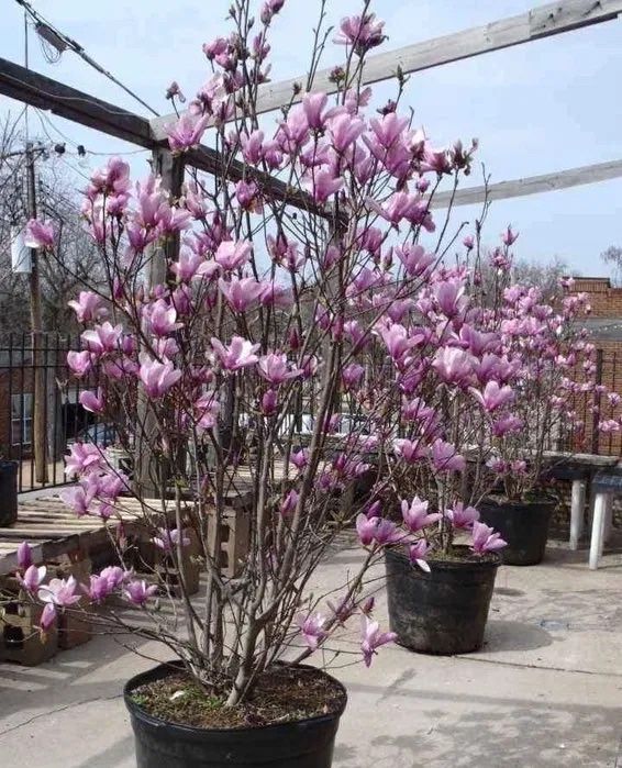 Plante ornamentale tei stejar platani