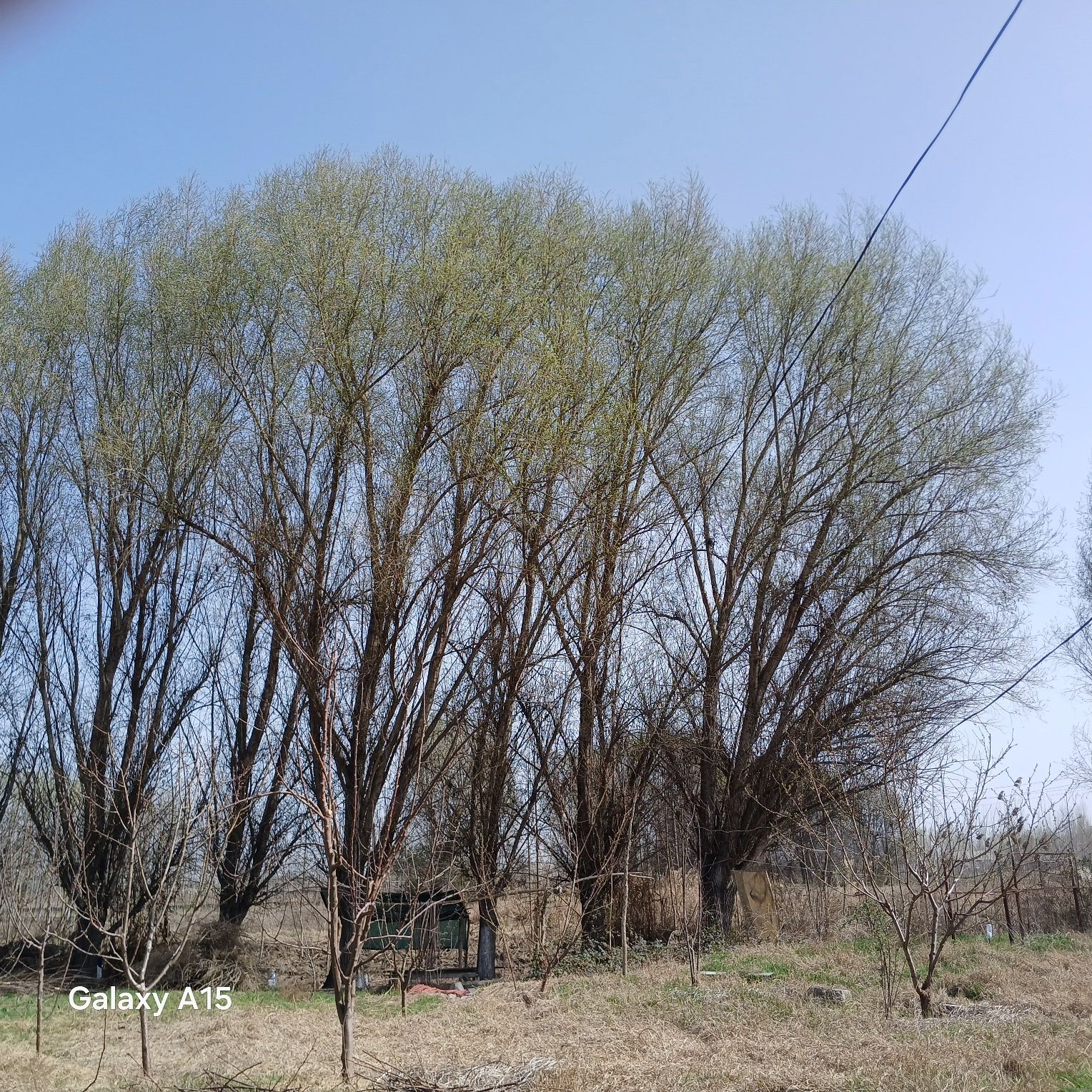 Тол терак заранг кайрагач