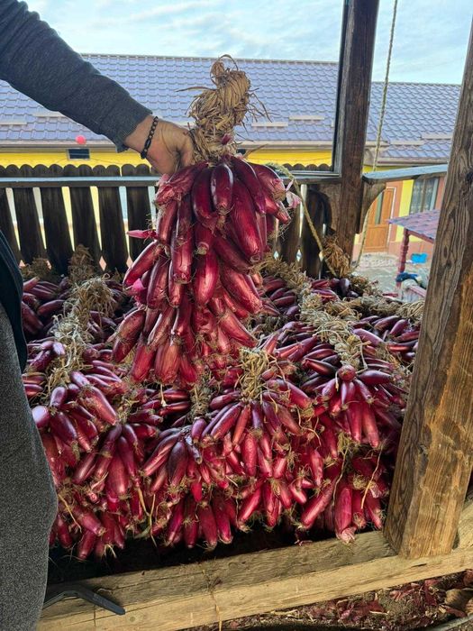 Ceapa roșie de vanzare