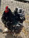 Cocosi Brahma HD Albastru Gold Potarnichiu Cochinchina Urias bobat
