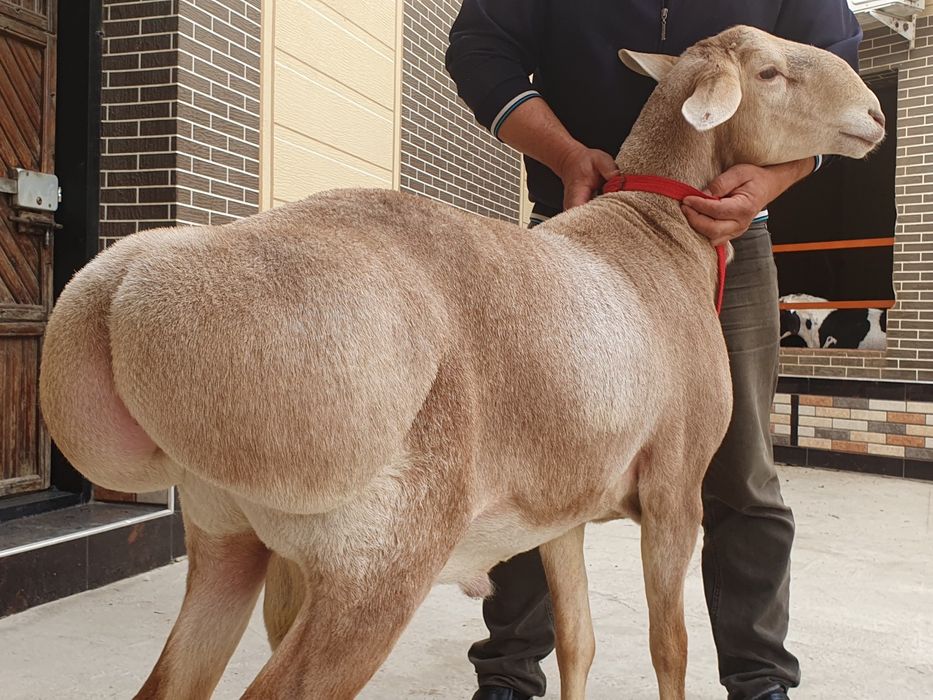 Арашан ку'чкор сотилади