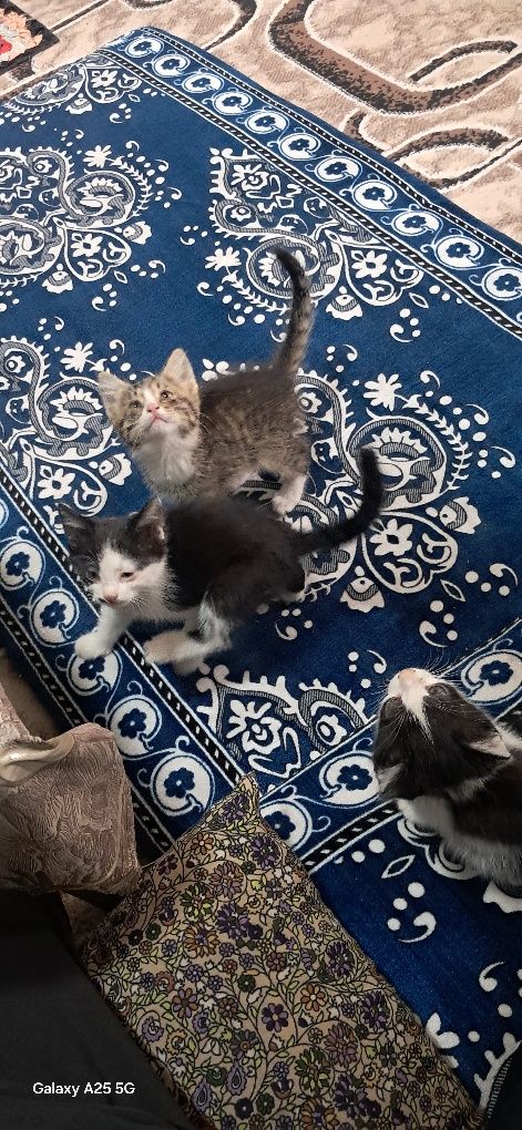 Mushuk bollari bor kimga kerak boʻlsa
