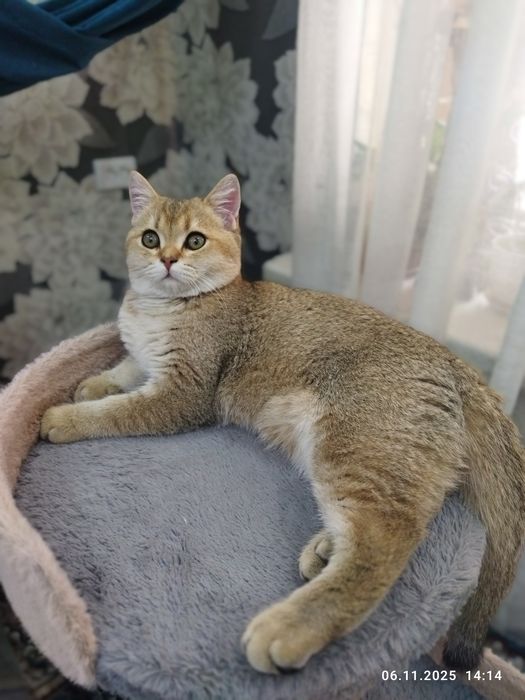 Продается котенок золотая шиншилла