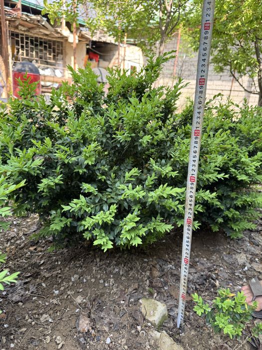 Shamshod sotiladi 50-60 cm