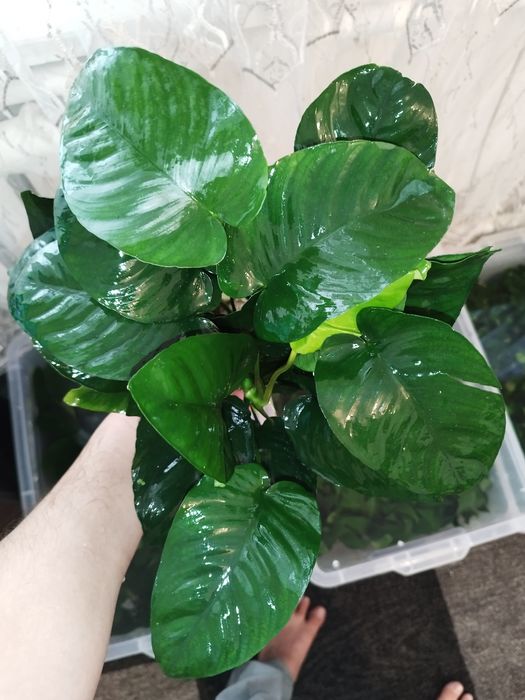 Anubias gigant sort