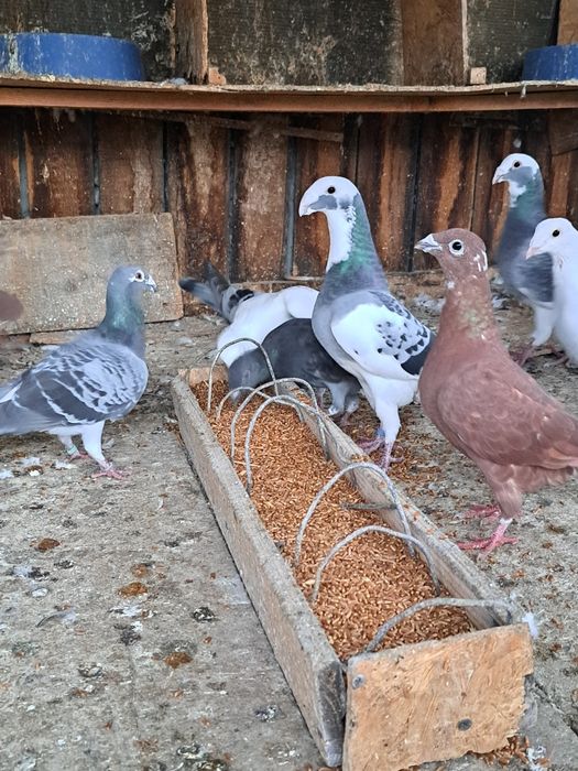 Vand  porumbei sau schimb cu diverse