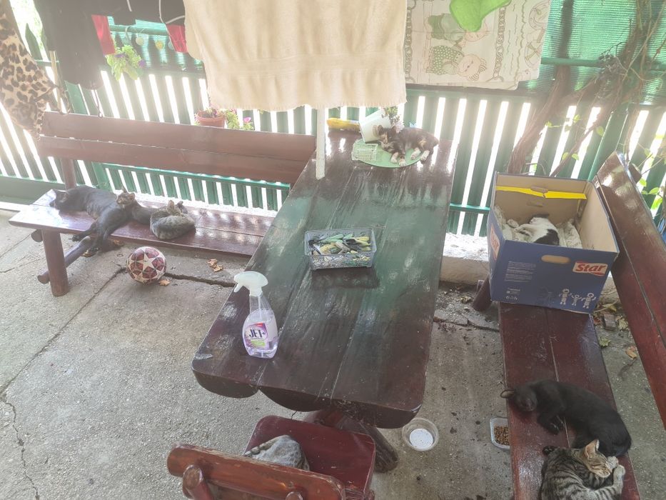 Donez pui de pisică domestică