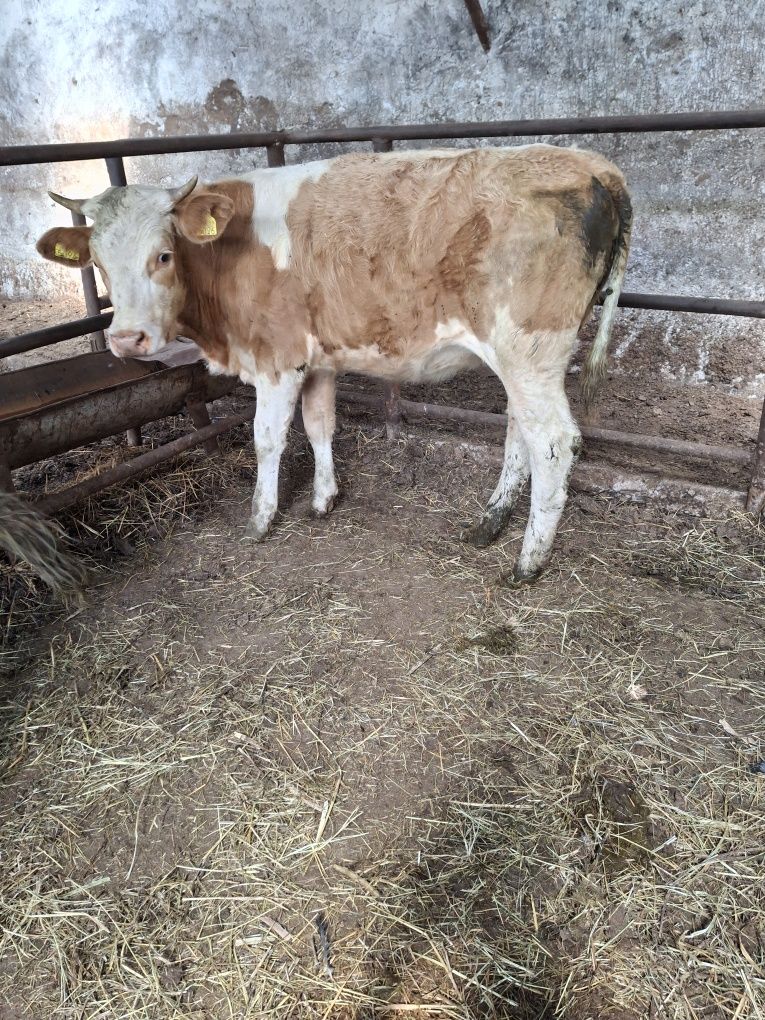 Schimb doua vitele cu tauras