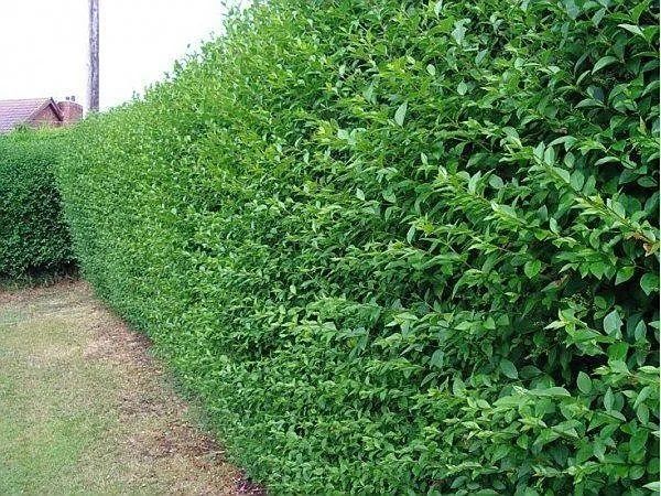 Gard viu verde vesnic Ligustrum(Lemn cainesc)verde iarna, ulmus pumila