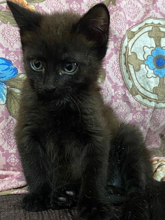 Отдам  котят в добрые руки