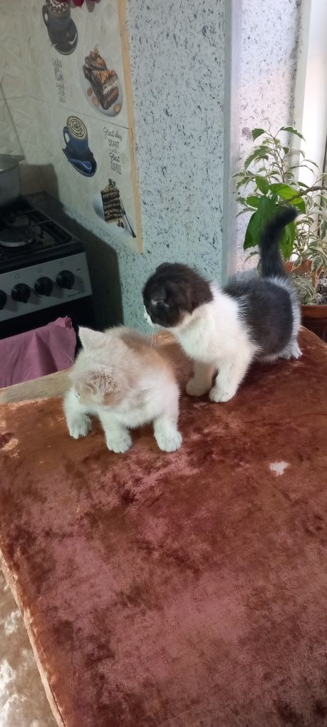 Продаются котята