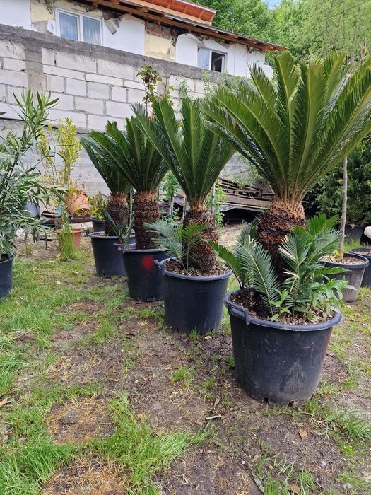 Vand plante ornamentale la ghiveci