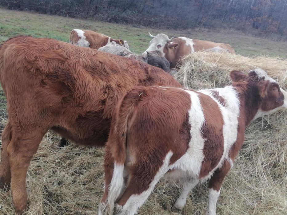 Vand 6 bucăți vitei vitele