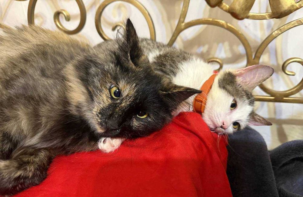 Не просто котёнок — маленькая подруга на всю жизнь