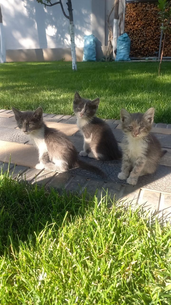 Классные котята 2,5 месяца
