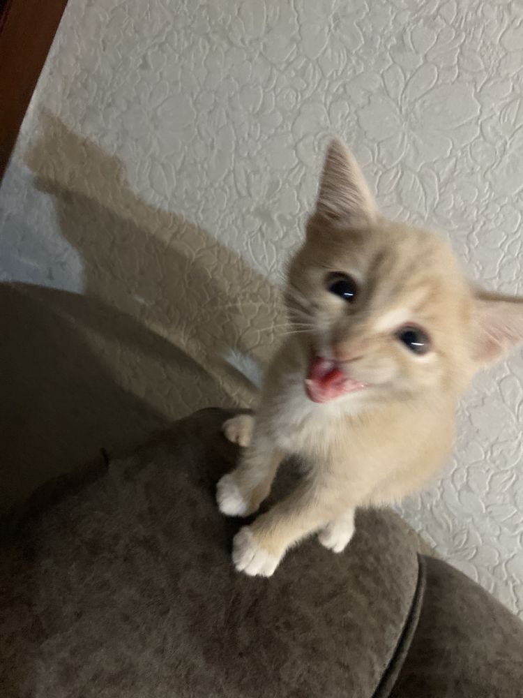 Котенок 2 месяца