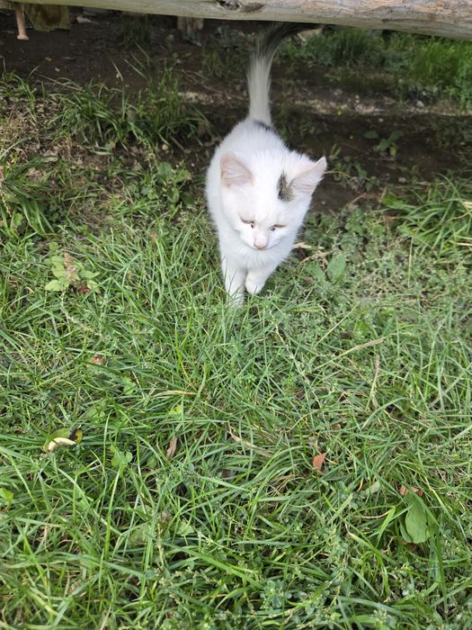 Dau spre adopție 2 pisicuțe