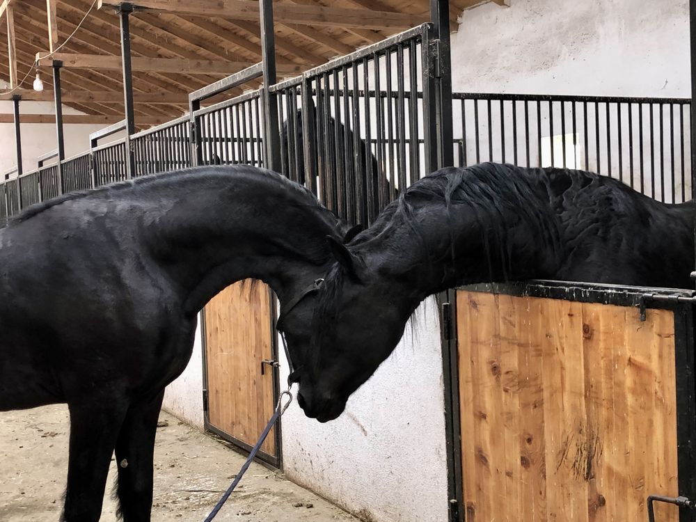 Armăsari Armăsar Friesian Frizian Frizieni