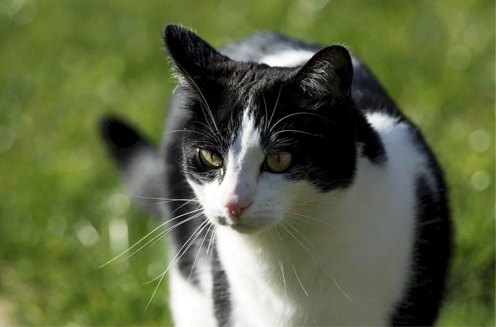 Кот домашний в черно белом окрасе бессплатно