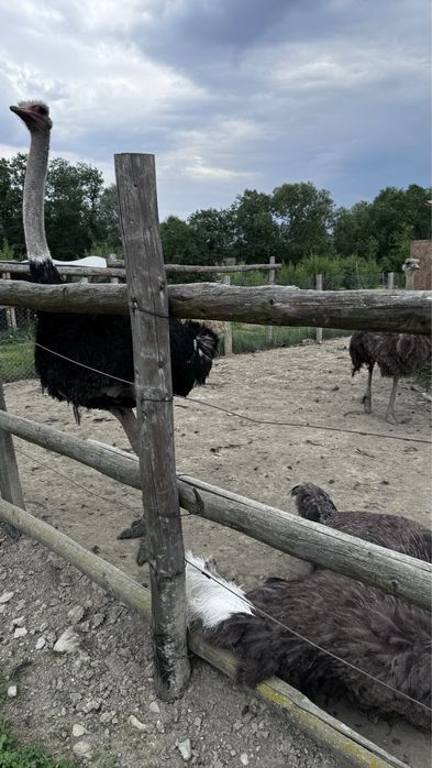 Vand struti la varsta de 5-6 ani.