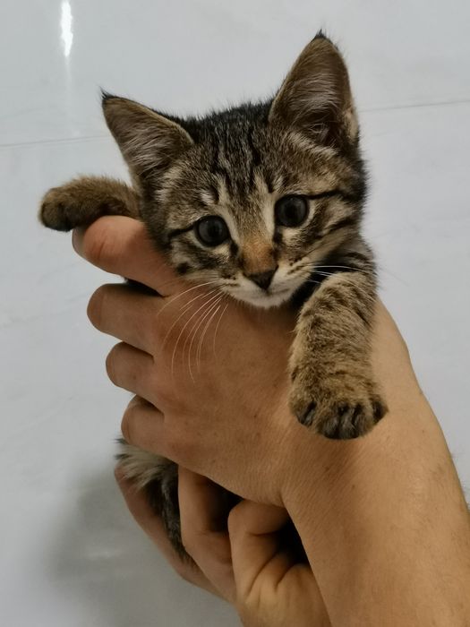 Котята в хорошие добрые руки