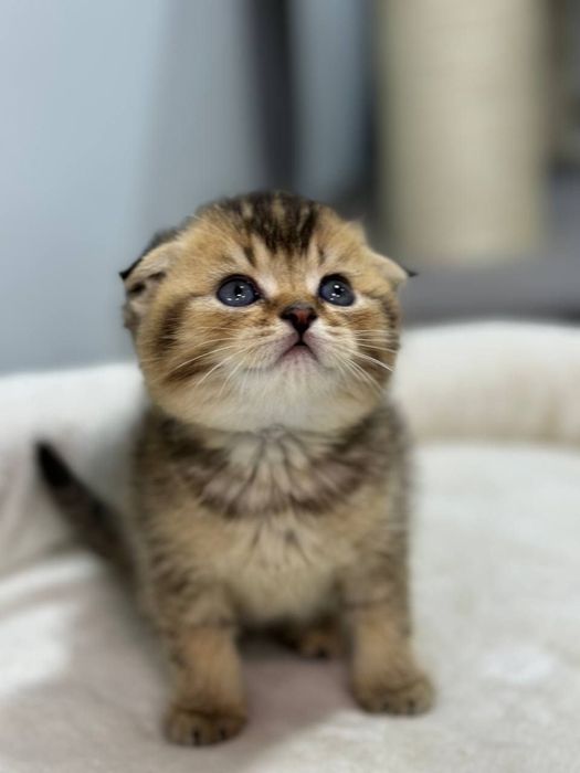 Чистокровные котята от правильной вязки