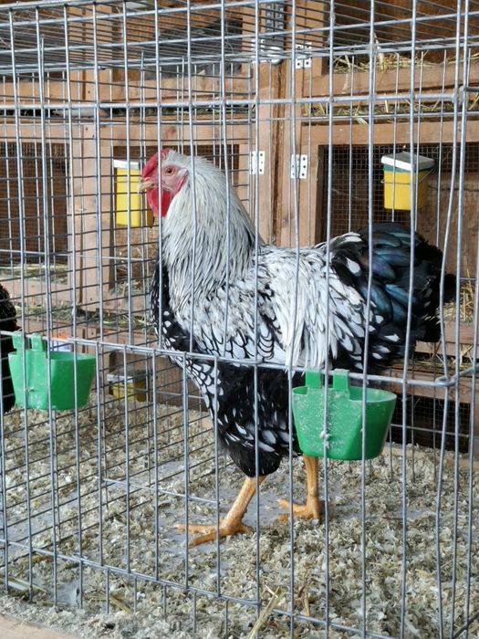 Cocos wyandotte argintiu