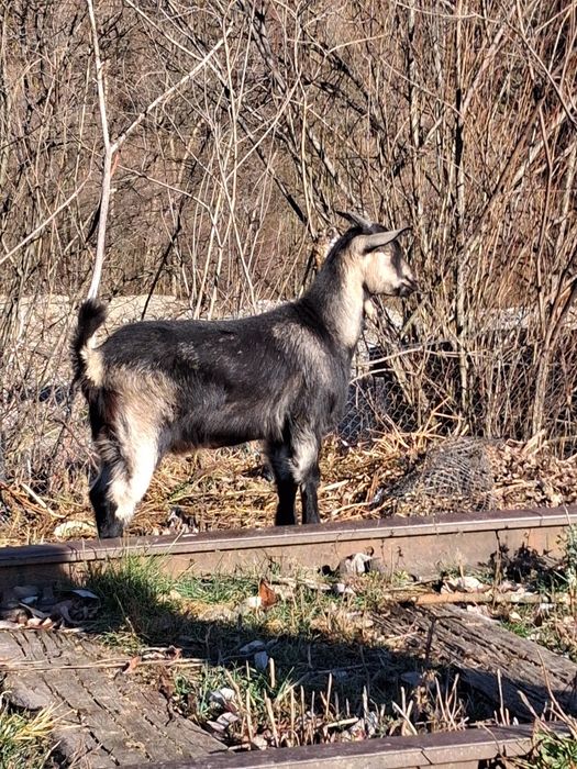 Vând un tap de 2 ani si 2 iedute