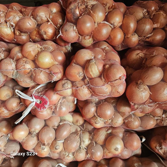 Лук. Сорт Манас.