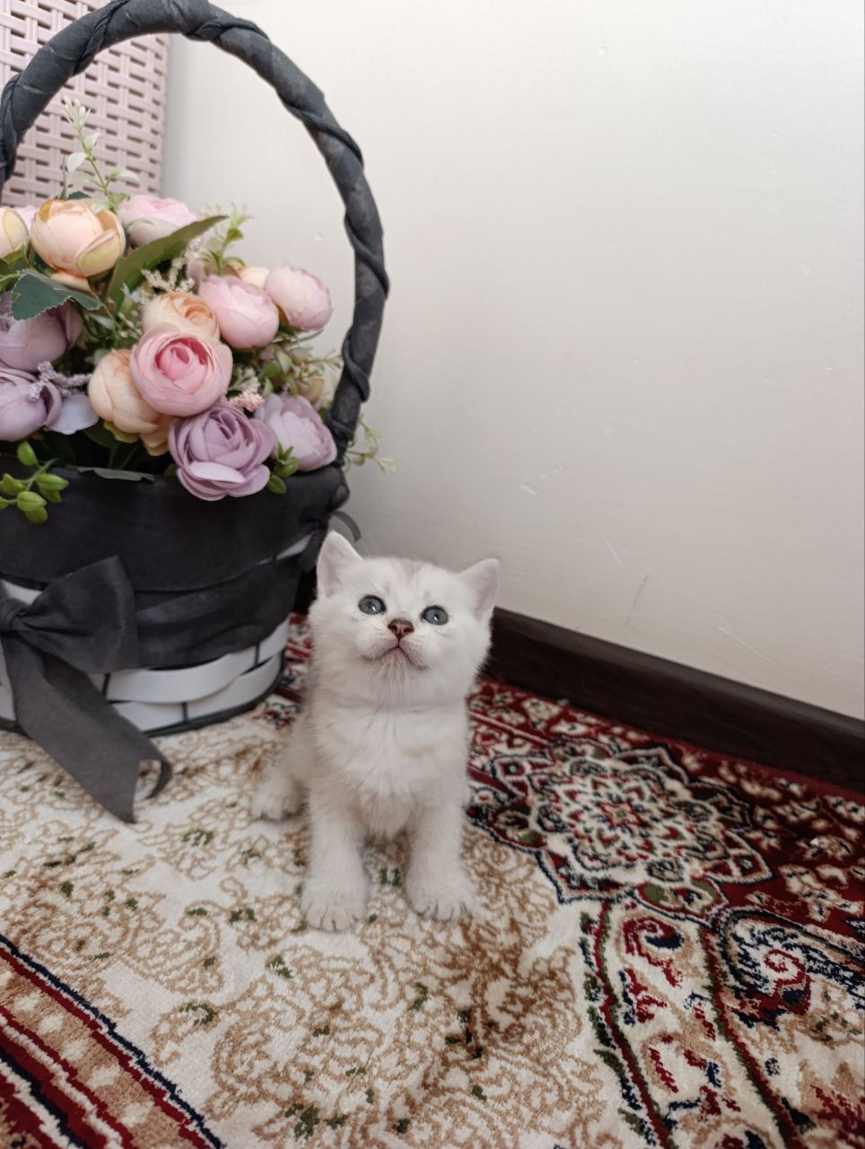 Срочно! Породистые котята в добрые руки


2. Очаровательные породис