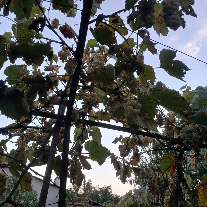 Struguri nova cabernet Izabela neagră