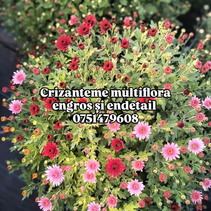 Crizanteme multiflora crizantemă