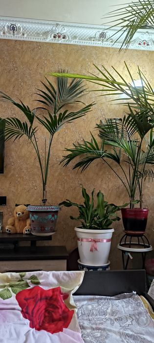 Пальмы, цветы,различные растения.