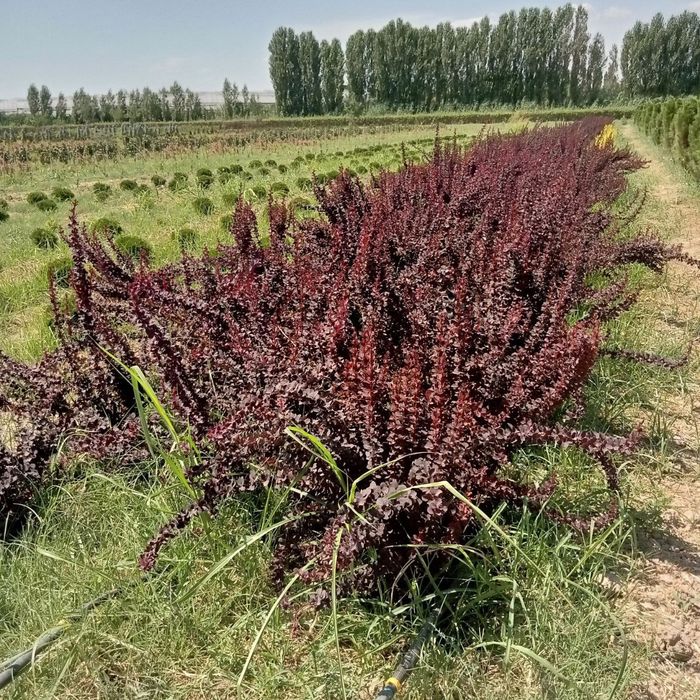 Саженцы Живой изгородь