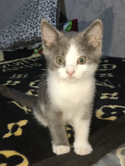 котята за шоколадку