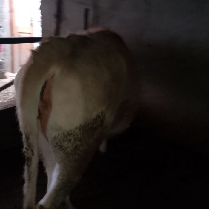 Shved sigirlar 32 mln