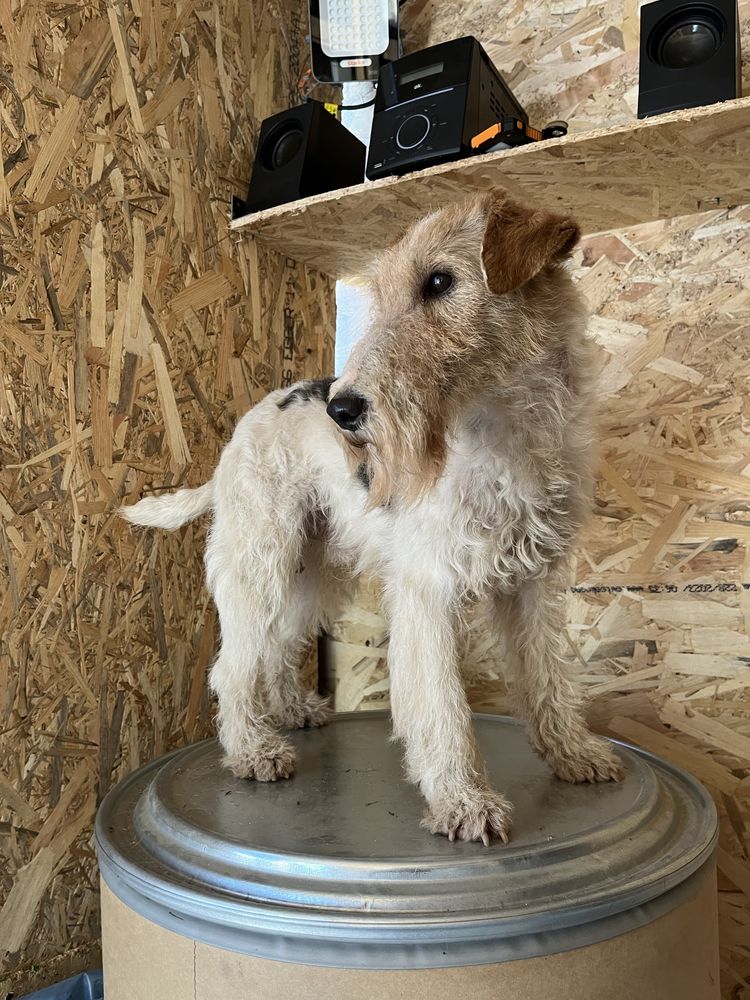 Eliberări porumbei + FoxTerrier