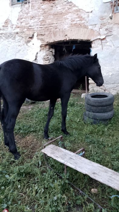 Vând mânză de 5 luni
