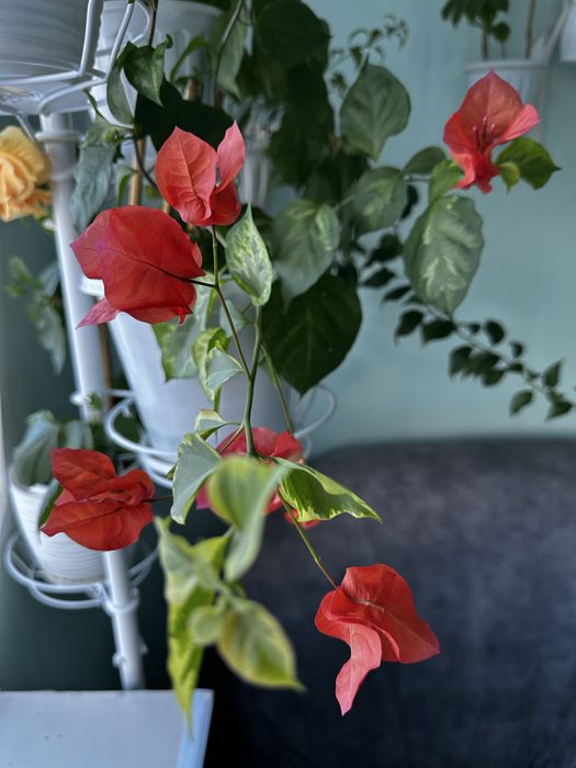 Сортовые бугенвилии цены разные (возможен обмен)