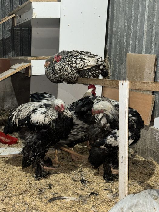 Брама петух ……….