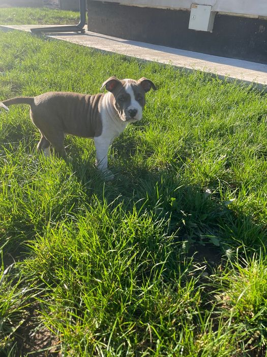 American Staffordshire Terrier