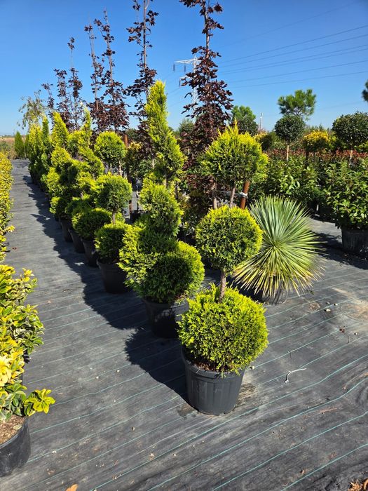 Tuia leylandy .pon pon.mesteacan