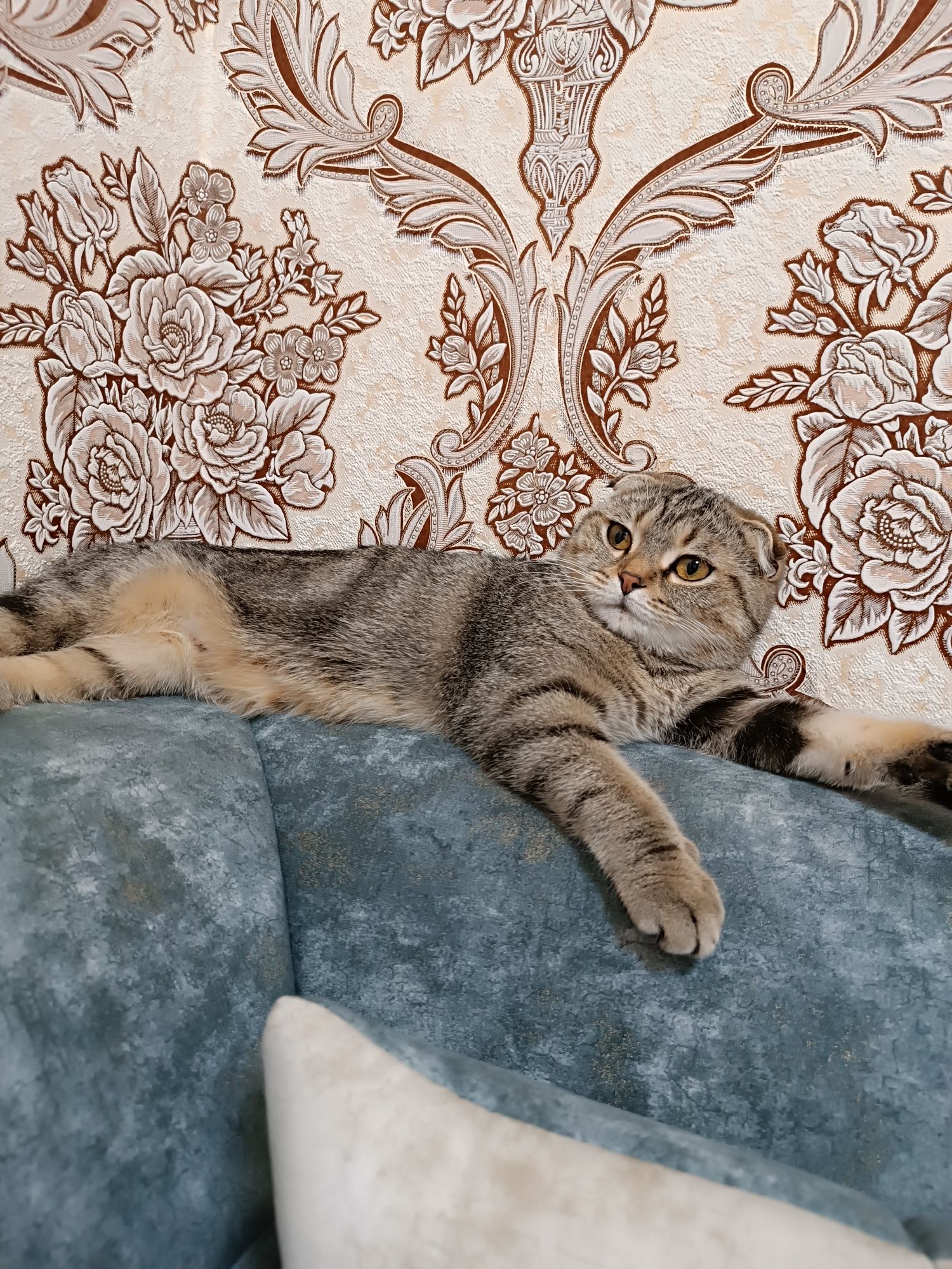 Продажа кошка скотиш фолд