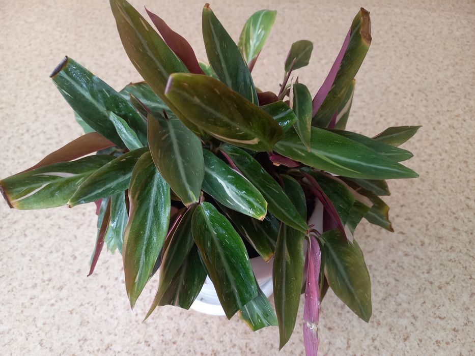 Продам комнатные растения