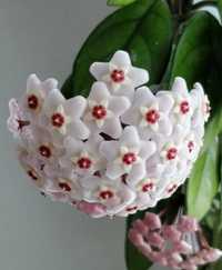 HOYA CARNOSA (floarea de ceara) , Adenium (Trandafirul desertului )