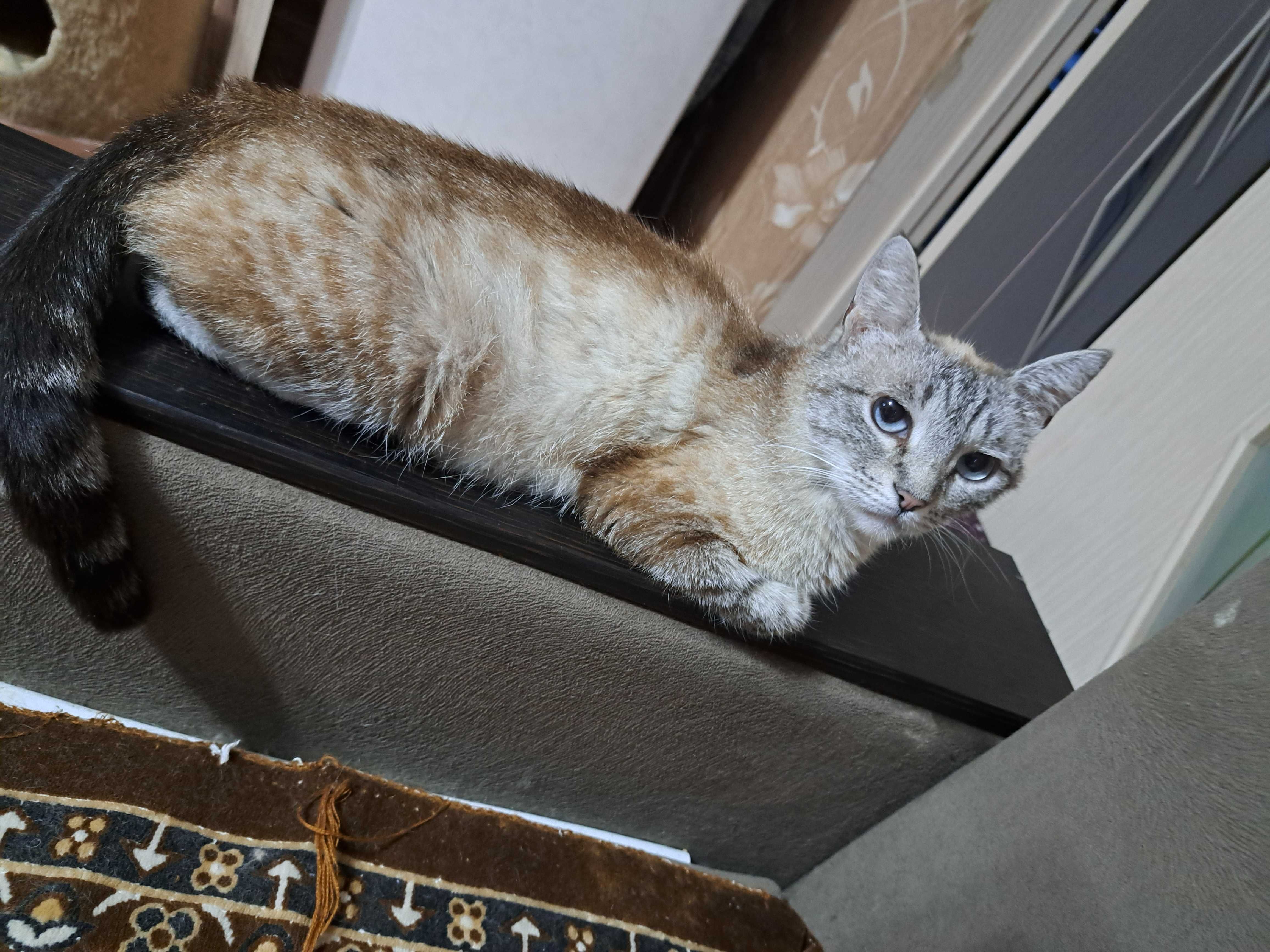 предлогается кошечка
