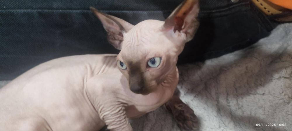 Продавам канадски сфинкс