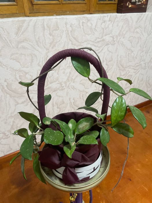 Разные домашние растения