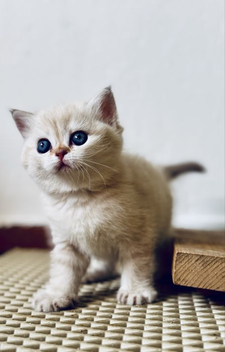 Серебристая шиншилла.девочка